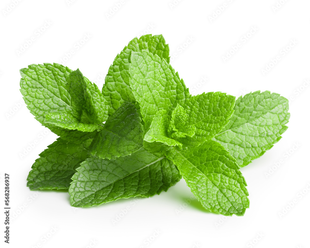 Fresh leaves of mint Fresh leaves of mint