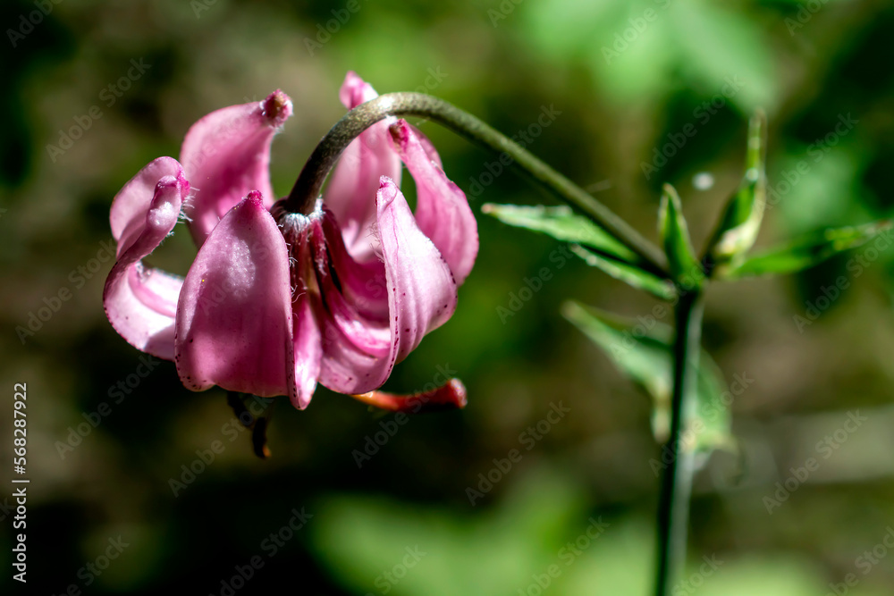 Lily martagon, a beautiful forest pink flower