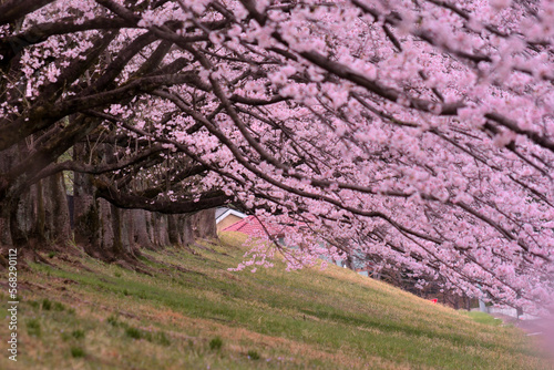 満開のピンク色の桜の木と花