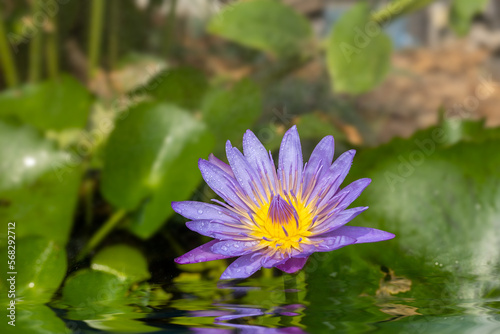 Purple lotus flower background