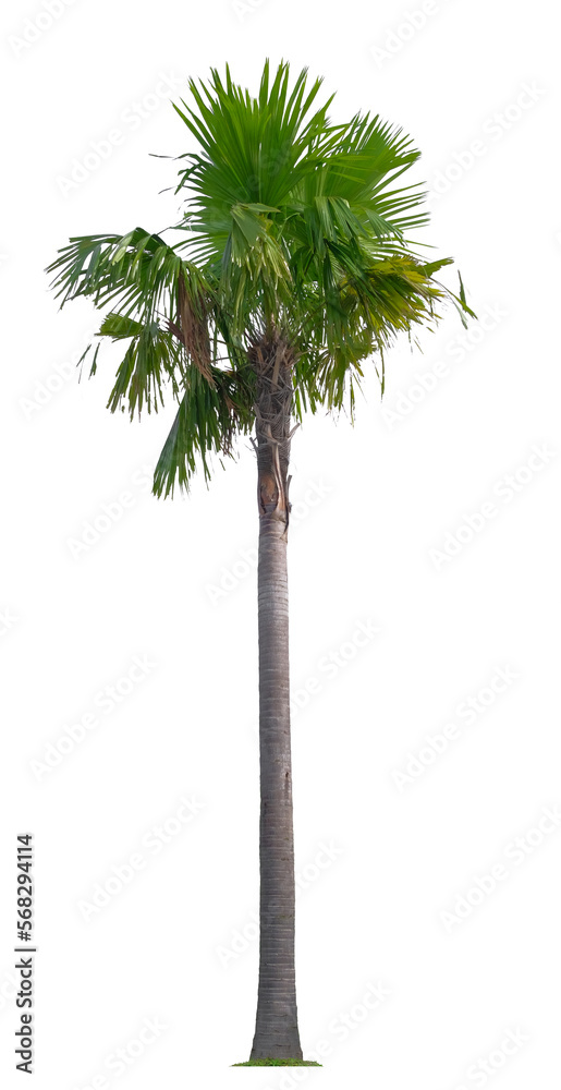 Fototapeta premium Beautiful coconut palm tree isolated on white background. Suitable for use in architectural design or Decoration work.