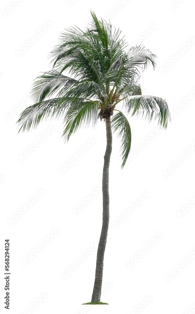 Fototapeta premium Beautiful coconut palm tree isolated on white background. Suitable for use in architectural design or Decoration work.