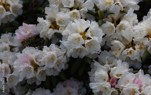 The white with pink rhododendrons trees are in full bloom as depth background in the garden