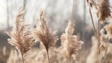 Reeds sway on wind, close up. Wild dry grass sway from wind. Beautiful nature