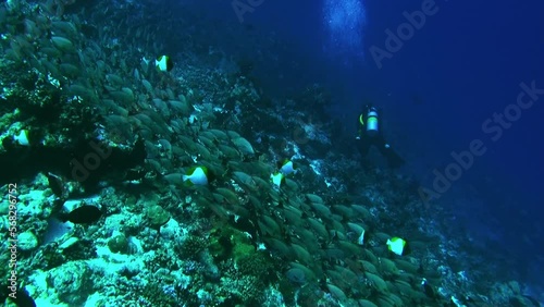 Wallpaper Mural HSchool of fish in underwater Pacific Ocean. Amazing spectacle of wildlife in blue lagoon of sea life of French Polynesia. Concept of large flow of fish and underwater sea life. Torontodigital.ca