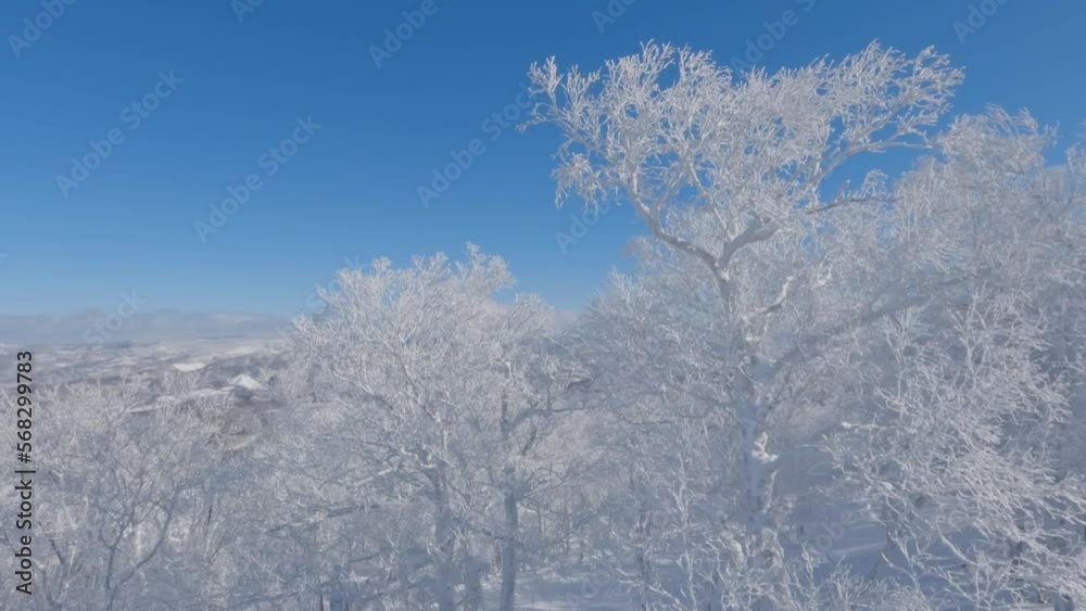 Aerial moving past beautiful winter snow covered trees and blue sky landscape Aerial moving past beautiful winter snow covered trees and blue sky landscape