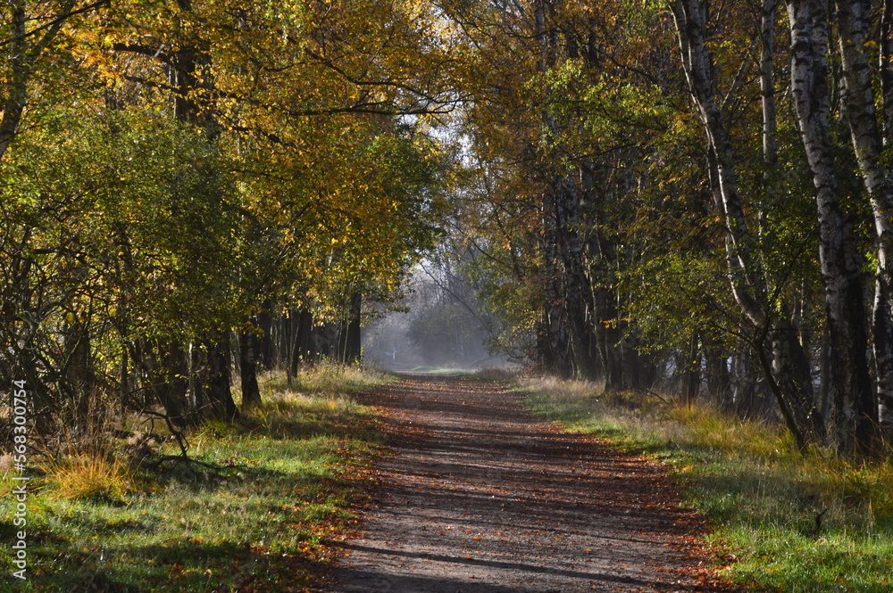 Obraz premium Trail in Fog in the Heath Lüneburger Heide, Schneverdingen, Lower Saxony