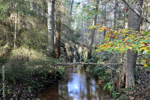 Landscape in Autumn in the Forest Eckernworth, Walsrode, Lower Saxony photo