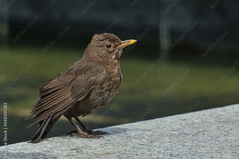 Blackbird chick on a dark background. Little songbird. A thrush chick. City birds. Krakow, Poland. Blackbird chick on a dark background. Little songbird. A thrush chick. City birds. Krakow, Poland.