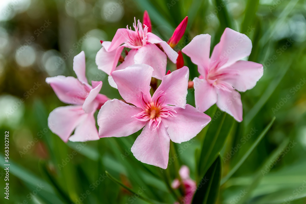 Fototapeta premium Oleander. Pink beautiful and delicate flowers
