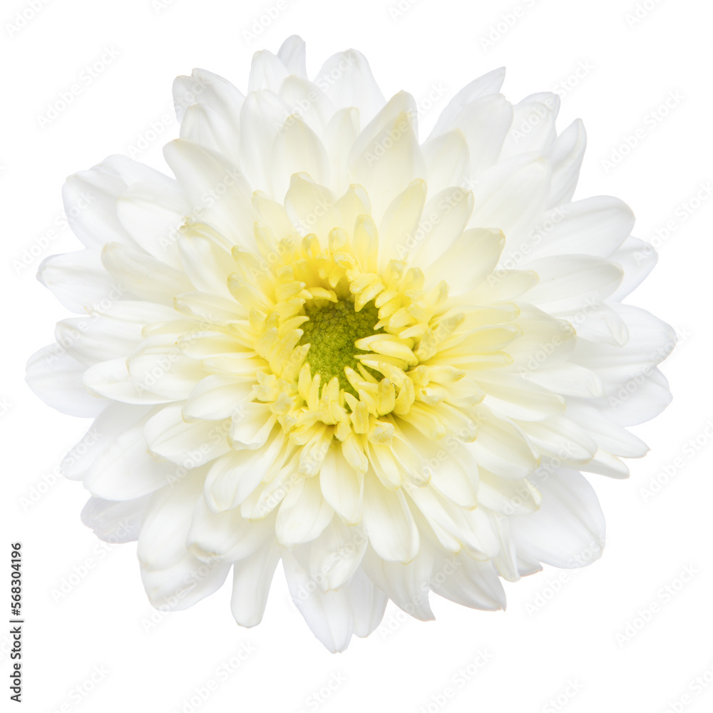 Top view of White Chrysanthemum flower isolated on white background.
