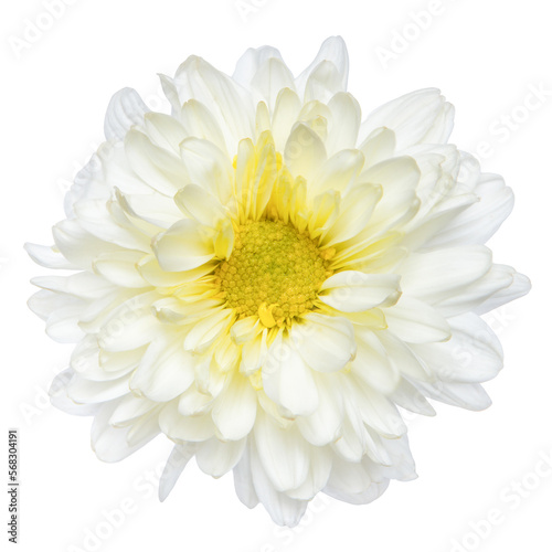 Top view of White Chrysanthemum flower isolated on white background.  © Fahng