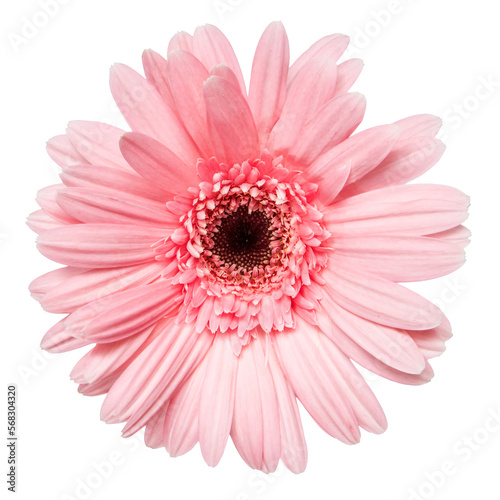Top view of Pink Gerbera flower isolated on white background.