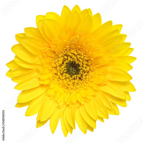 Top view of Yellow Gerbera flower isolated on white background.