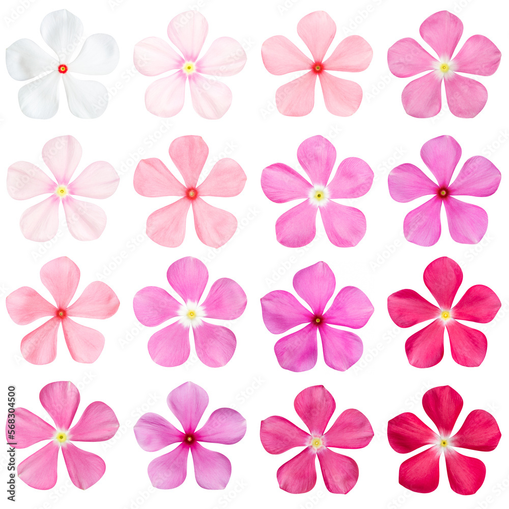 Set of flowers isolated on white background. Catharanthus roseus. white ,old rose ,pink ,purplish-pink ,red Set of flowers isolated on white background. Catharanthus roseus. white ,old rose ,pink ,purplish-pink ,red