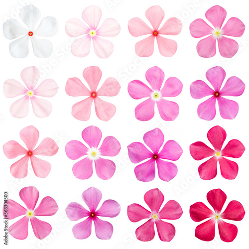 Set of flowers isolated on white background. Catharanthus roseus. white  old rose  pink  purplish-pink  red