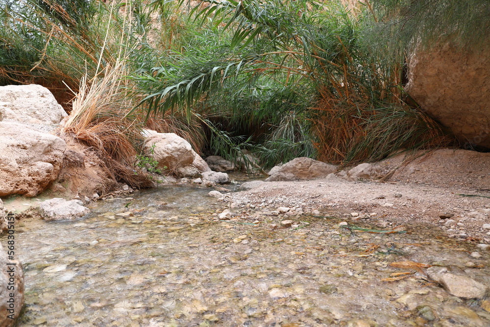 Ein Gedi National Nature Reserve. Israel. Ein Gedi National Nature Reserve. Israel.