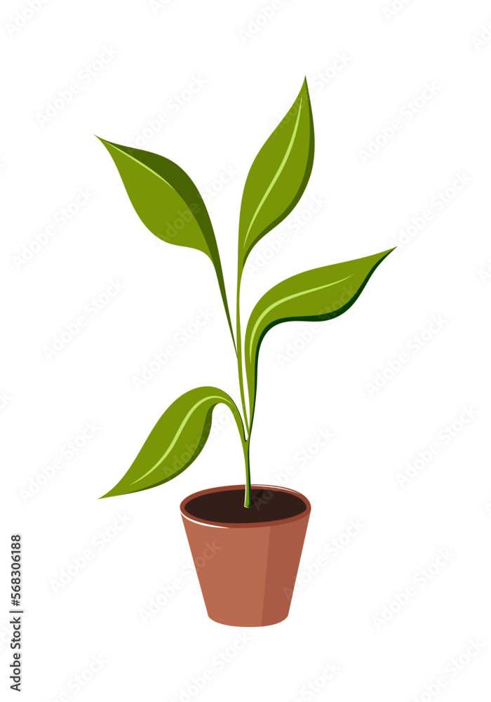 Green flower with leaves in a pot. A house flower. Vector illustration. Green flower with leaves in a pot. A house flower. Vector illustration.