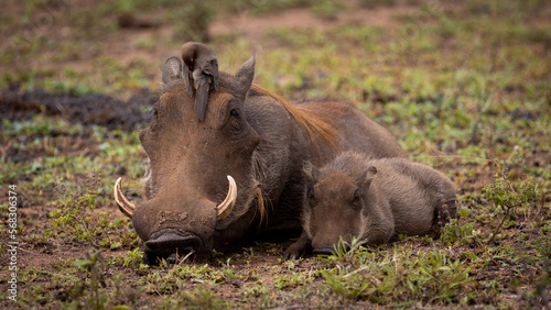 a warthog mother and baby