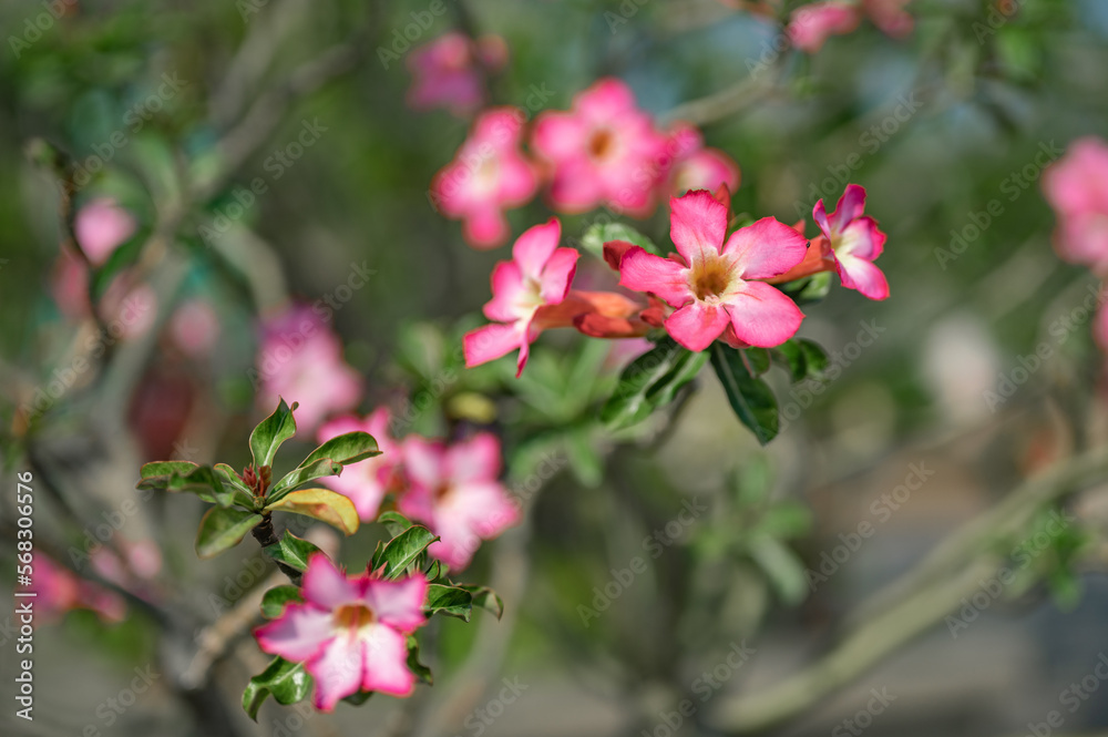 Flowers background. Beautiful nature scene with blooming flowers in sun flare. Blooming flowers festive background. pink flowers Flowers background. Beautiful nature scene with blooming flowers in sun flare. Blooming flowers festive background. pink flowers