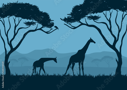 Silhouettes of giraffes landscape in the savanna. Vector illustration