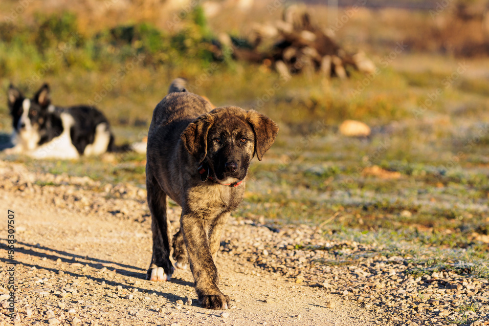 Obraz premium Sheepdog