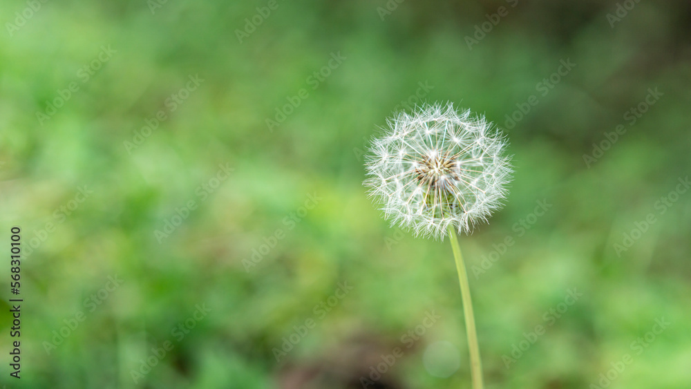 photo of beautiful flower in the garden photo of beautiful flower in the garden