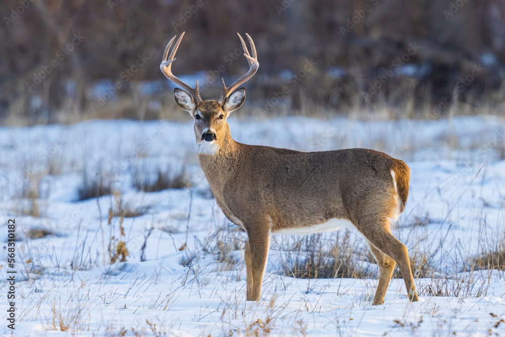 Wild mule deer buck in Cherry Creek State Park near Denver, Colorado.