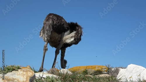 Common Ostrich Female feeding with blue sky
Cape of Good Hope, South Africa,2022
