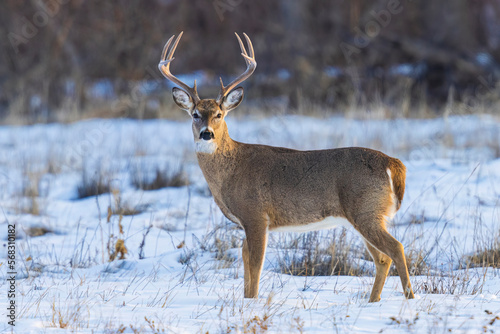 Wild mule deer buck in Cherry Creek State Park near Denver, Colorado. 