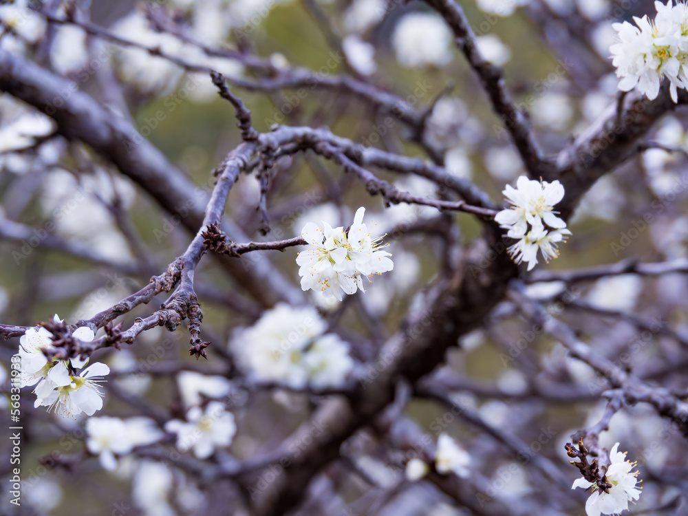 White Victoria Plum blossom outdoor.