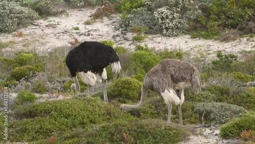 Common Ostrich Male and female in grassland, South Africa
Cape of Good Hope, South Africa,2022
