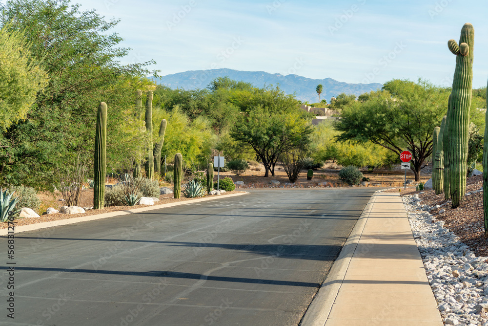 Road or street in the late afternoon sun with visible sidewalks and saguaro cactuses in a rock and plant garden