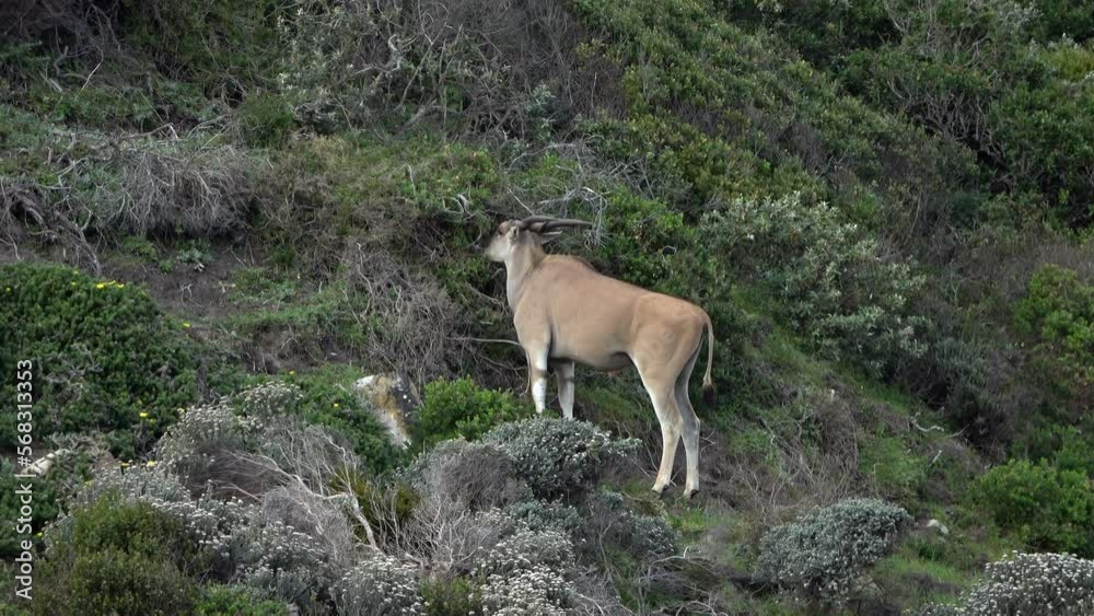 Common Eland feeding on hill, Africa
Close up shot from South Africa, 2022
Common Eland feeding on hill, Africa
Close up shot from South Africa, 2022