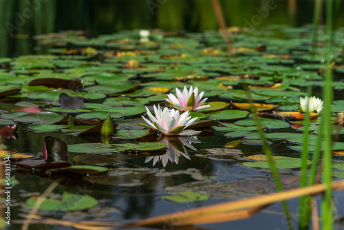 Flowers and leaves of a water lily on the water surface.