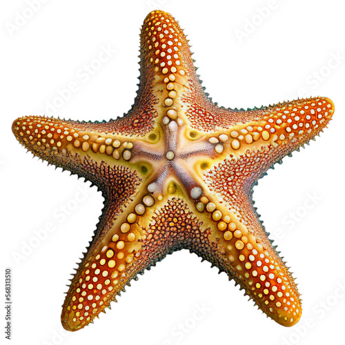 starfish (ocean marine animal) isolated on transparent background cutout photo