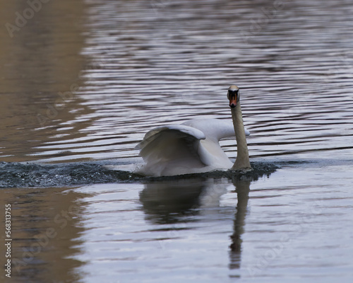 swan on the river