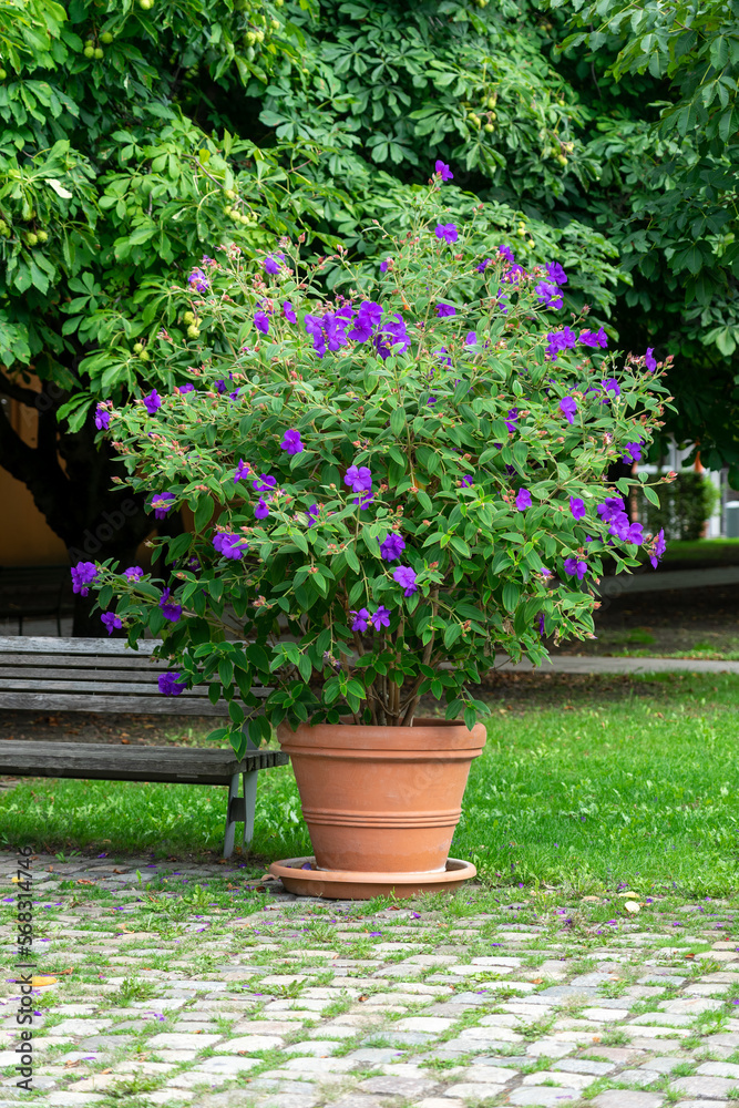 Flower bush of Pleroma urvilleanum in a large pot.