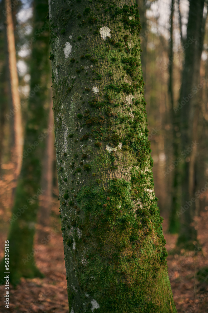 Moss covered tree trunk close-up. Moss cover on tree bark background. Close-up moss texture on tree surface. Moss covered tree trunk close-up. Moss cover on tree bark background. Close-up moss texture on tree surface.
