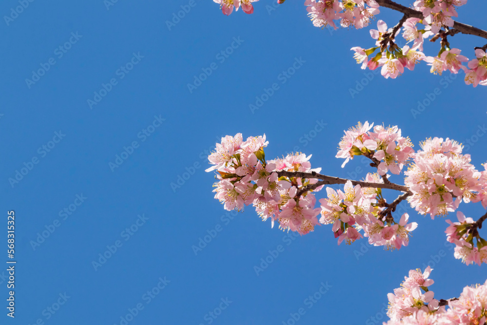 Cherry blossom trees in the Spring Cherry blossom trees in the Spring