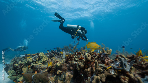 diver checking the health of the coral reef