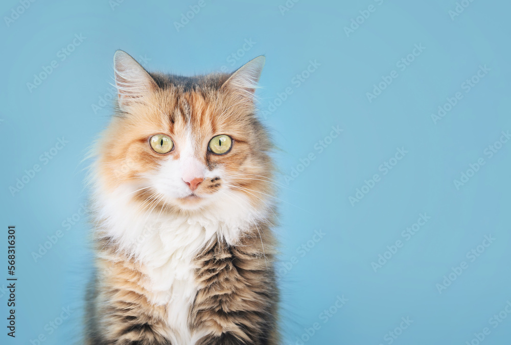 Relaxed cat looking at camera on blue background, front view. Cute fluffy calico cat sitting while looking at something curiously. 3 years old female calico or torbie cat with asymmetric marking.