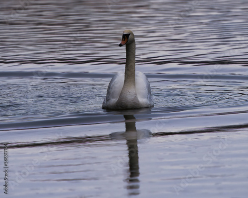 swan on the water