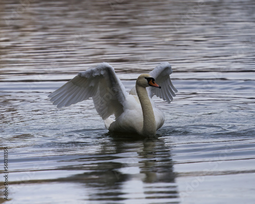 swan in the water