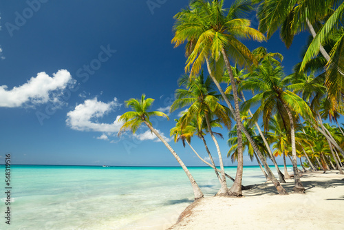 palmenges  umter Strand in der Karibik