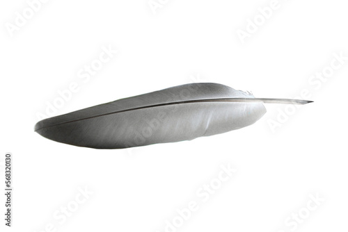 bird feather isolated from background