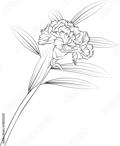hand-drawn illustration of a dragonfly, Carnation vector art, monochrome floral pattern. ink vector illustration hand drawn pencil sketch, branch of botanical collection simplicity, coloring pages.