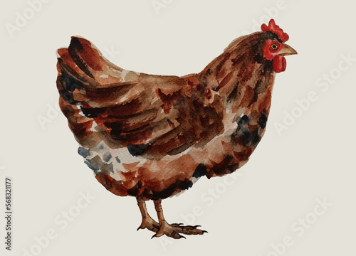 Watercolor domestic brown chicken isolated on white background. Poultry, broiler, farm animal.
