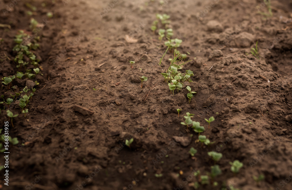 Tiny radish plants growing on the ground Tiny radish plants growing on the ground
