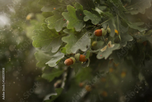 Close-up of acorns growing on oak tree with green leaves photo